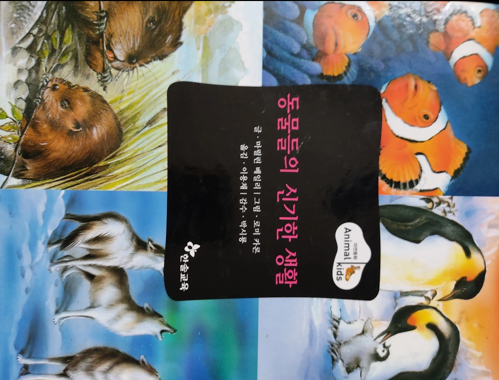 자연동화 Animal Kids 1권부터 40권