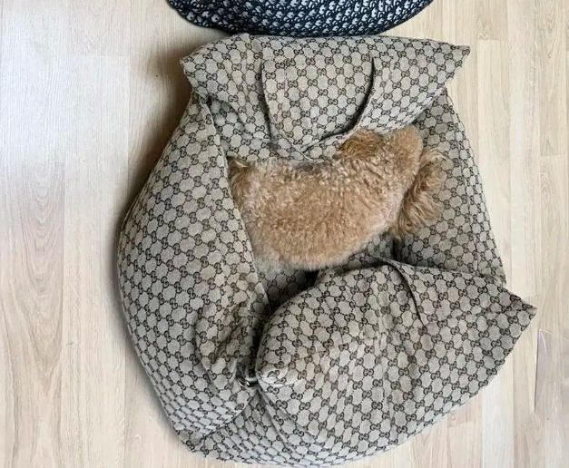 구찌애견카시트 강아지방석 강아지집
