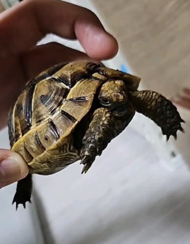 4자자동온도조절기와 육지거북분양