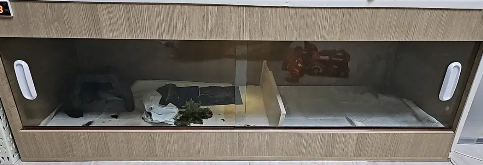4자자동온도조절기와 육지거북분양
