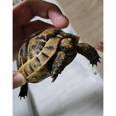 4자자동온도조절기와 육지거북분양